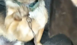 母狗视频,捕捉生命中的温馨瞬间